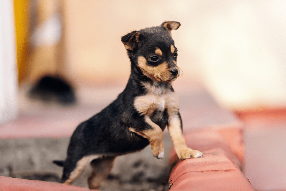 The World’s Smallest Dogs: Tiny Companions to Share Your Home&nbsp;With