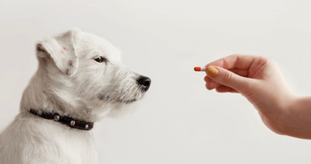 white dog taking a tablet
