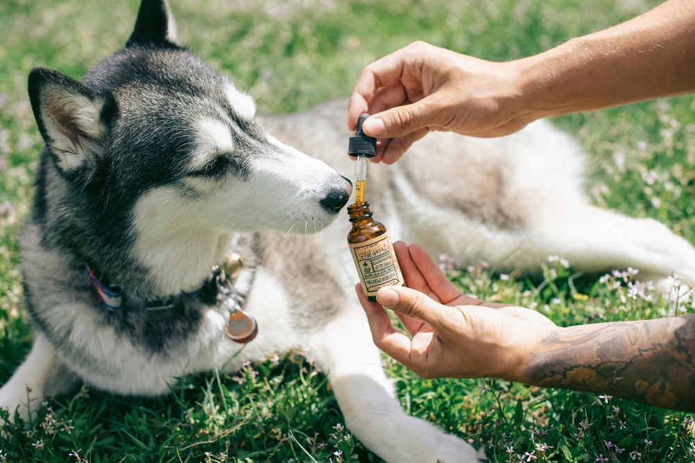 Which Dog Breeds Are More Prone to Joint Issues and How Can Joint Supplements&nbsp;Help?